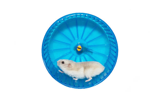 hamster in the wheel  gerbil stock pictures, royalty-free photos & images