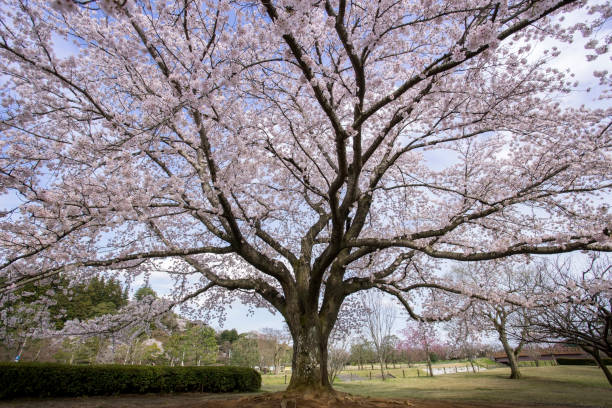 Cherry Blossom in Mito-shi,  Ibaraki Prefecture, Japan. stock photo