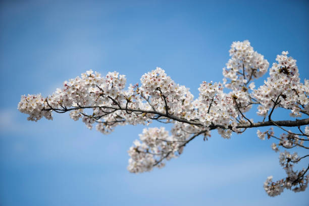 Kirschblüte in Mito-Shi, Ibaraki Präfektur, Japan. – Foto