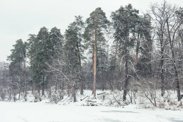istock frozen river and trees in snowy park 916145940