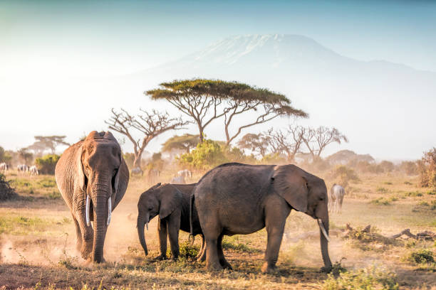 слоны пасутся в амбосели с килиманджаро - safari animals arid climate animal mammal стоковые фото и изображения