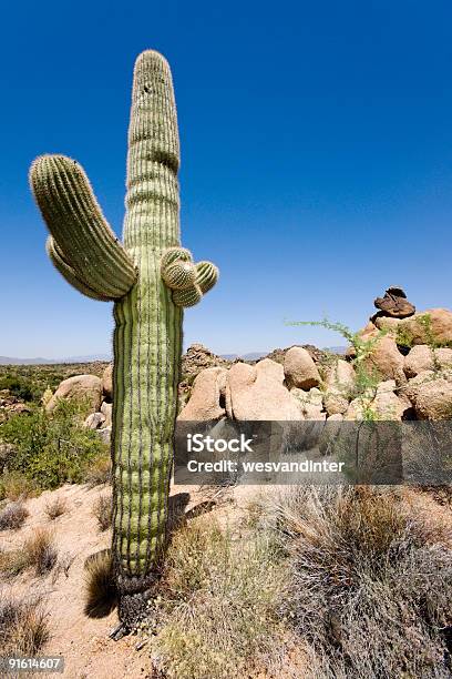 Desertmotiv Stockfoto und mehr Bilder von Arizona - Arizona, Blau, Dornig