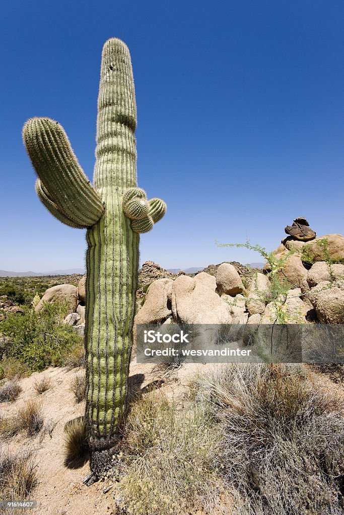 Escena del desierto - Foto de stock de Aire libre libre de derechos