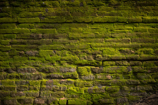 brick wall an old brick wall covered with a moss old stone wall stock pictures, royalty-free photos & images