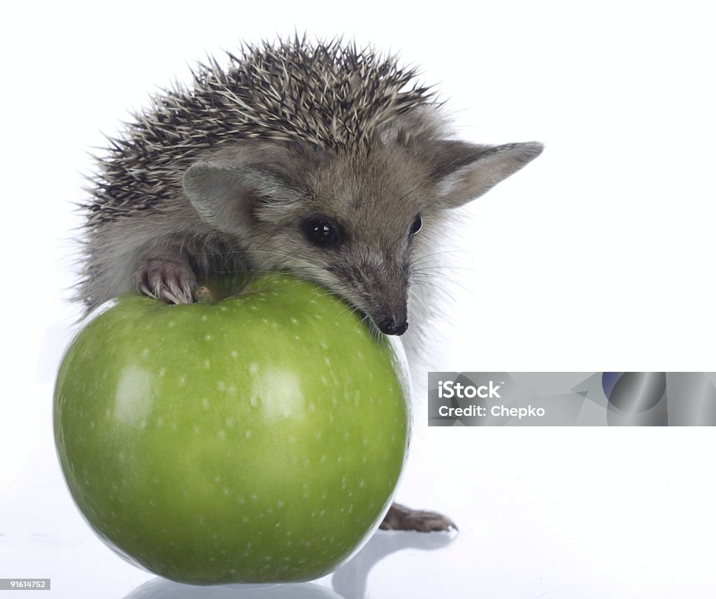 Hérisson et apple - Photo de Aliment libre de droits