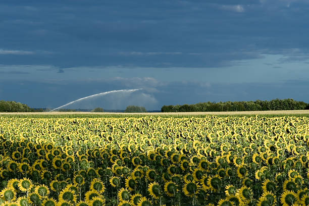 Field of sunflowers  angouleme stock pictures, royalty-free photos & images