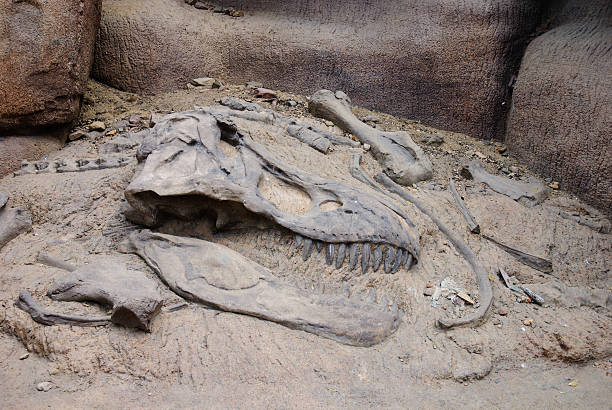Excavating the bones of a dinosaur stock photo
