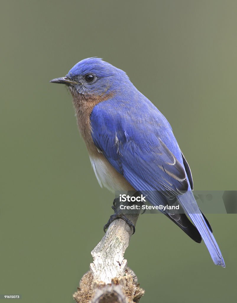 Macho azulejo gorjicanelo (Sialia sialis) - Foto de stock de Ala de animal libre de derechos