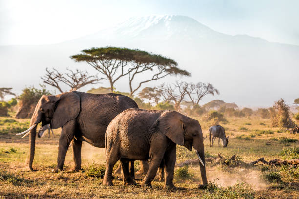 istock Elephants grazing at Amboseli with Kilimanjaro 916150898