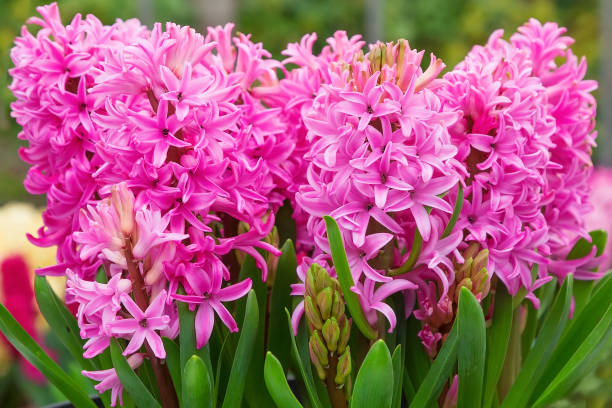 istock Pink flowers hyacinths in flower pot 916150920