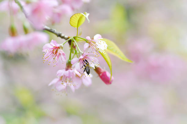 istock wind himalayan cherry or  prunus cerasoides or sakura 916151030