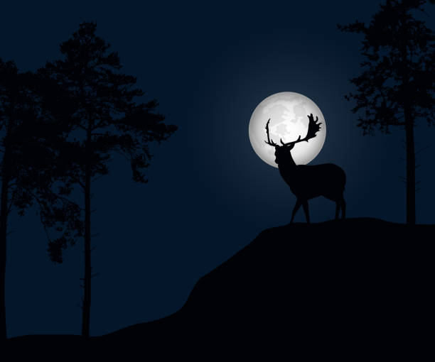 istock Vector illustration of coniferous forest with trees and deer, under a blue night sky with full moon 916151218