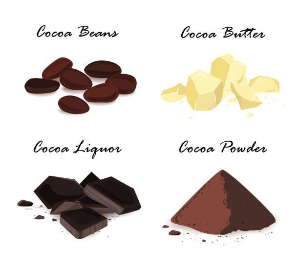 ilustrações, clipart, desenhos animados e ícones de produtos de cacau. grãos de cacau, manteiga de cacau, licor de cacau e pó. conjunto de vetores. - cocoa butter