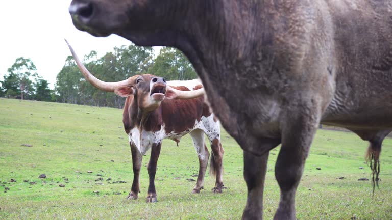 Texas longhorn bull on a meadow on an Australian farm