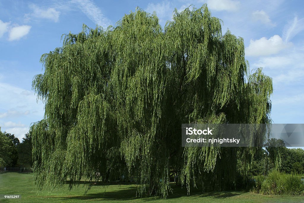 Trauerweide Baum mit blauem Himmel - Lizenzfrei Ast - Pflanzenbestandteil Stock-Foto