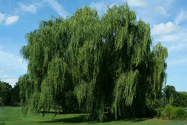 Weeping willow tree with blue sky stock photo