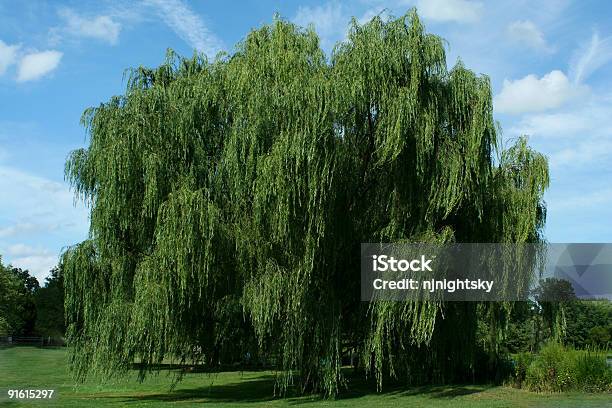 Weeping Willow Tree With Blue Sky Stock Photo - Download Image Now - Blue, Branch - Plant Part, Cloud - Sky