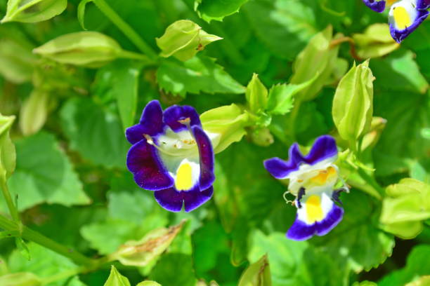 istock Beautiful Torenia flowers 916155118