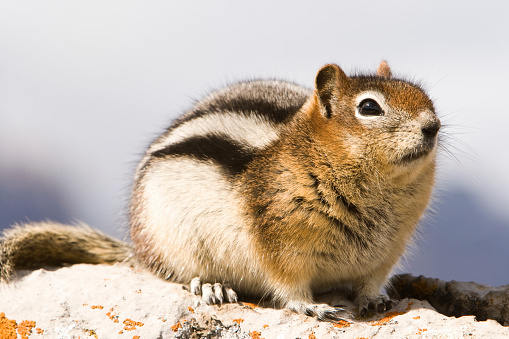 Least chipmunk eating on a rock