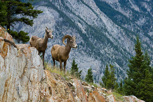 männliche und weibliche dickhornschaf - bighorn sheep stock-fotos und bilder