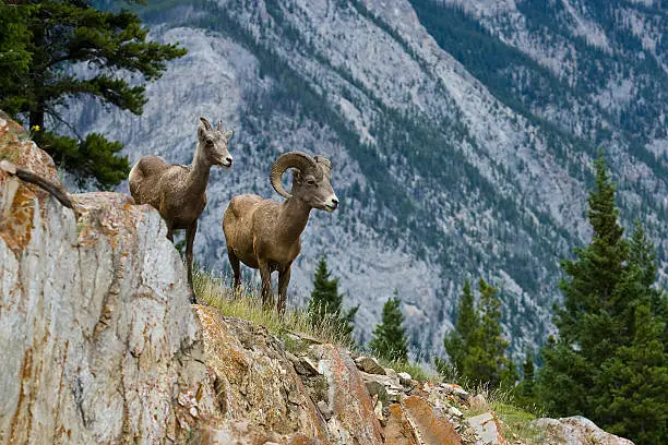 Photo of Male and female bighorn sheep with tall trees and mountain