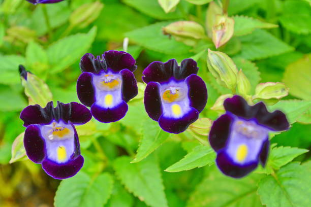istock Beautiful Torenia flowers 916155396