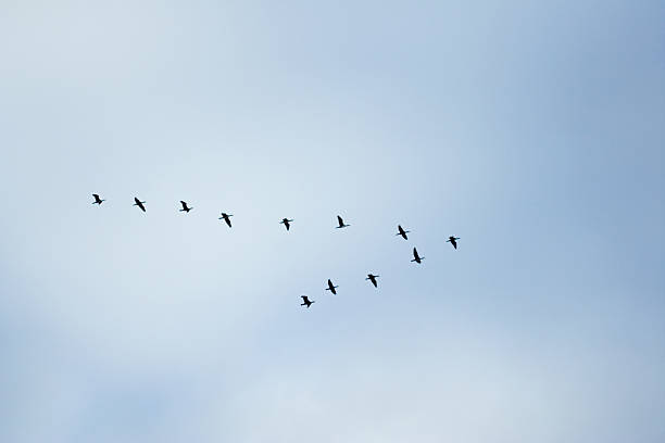 istock birds in classic "V" formation 91615585