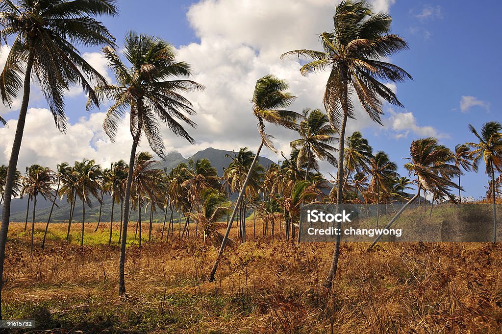 Palme da cocco & a Saint Kitts e Nevis - Foto stock royalty-free di Albero
