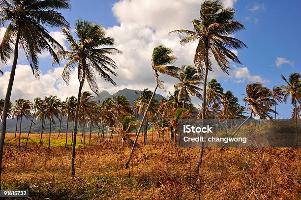 Palme Da Cocco A Saint Kitts E Nevis - Fotografie stock e altre immagini di Albero - Albero, Ambientazione esterna, Caraibi