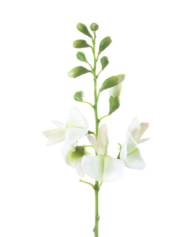 Close-up of flowers  (Styphnolobium japonicum)  isolated on white background