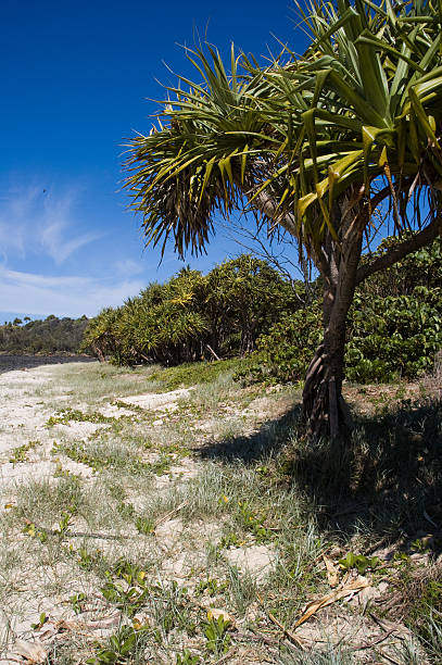 Pandanus - fotografia de stock