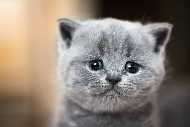Cute kitten portrait. British Shorthair cat Cute kitten portrait. British Shorthair cat. Sad, crying expression animal head stock pictures, royalty-free photos & images