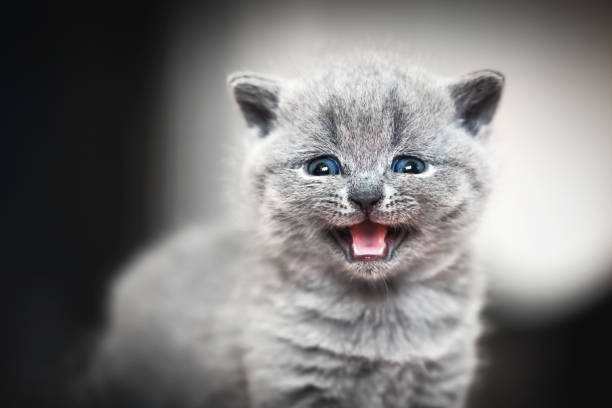 istock Cute kitten meows. British Shorthair cat 916159424