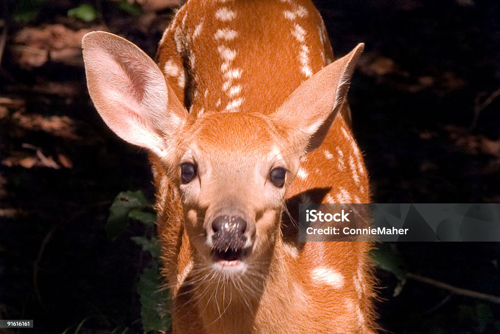 Foto de Filhote De Corça Rosto e mais fotos de stock de Animal - Animal,  Bege, Bosque - Floresta - iStock