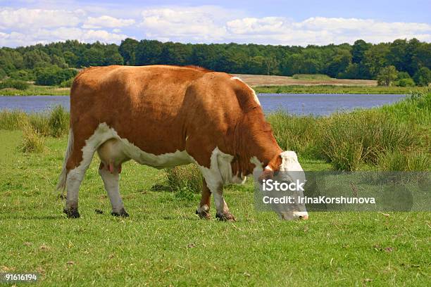 Pastar Vacas - Fotografias de stock e mais imagens de Agricultura - Agricultura, Ajardinado, Aldeia