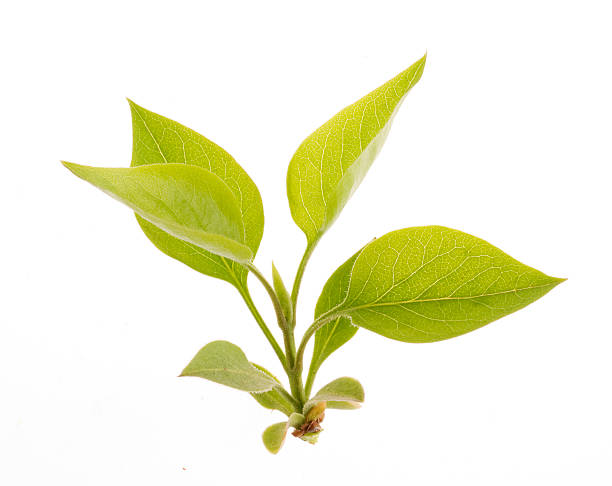 istock Nature green leaf isolated over white background 91616209