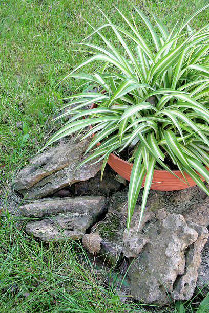 Flower in a pot on stones stock photo