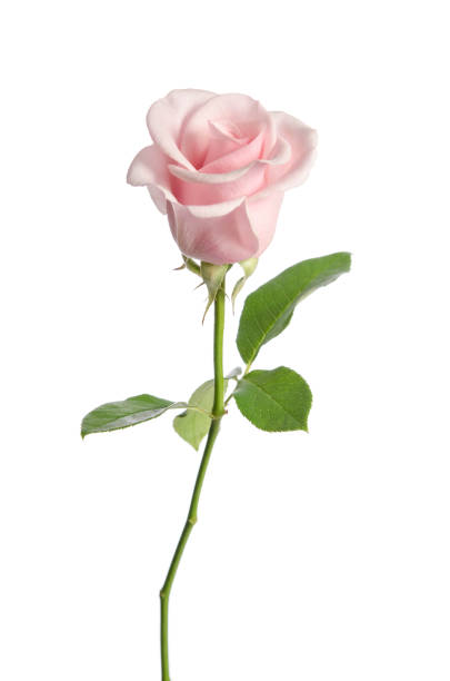 istock beautiful single pink rose isolated on white background 916167054