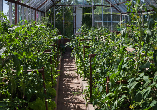 istock Natural garden greenhouse. 916167742