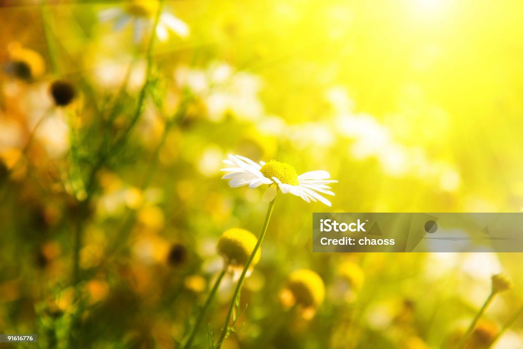 Camomile y bien iluminada, de la luz - Foto de stock de Aire libre libre de derechos