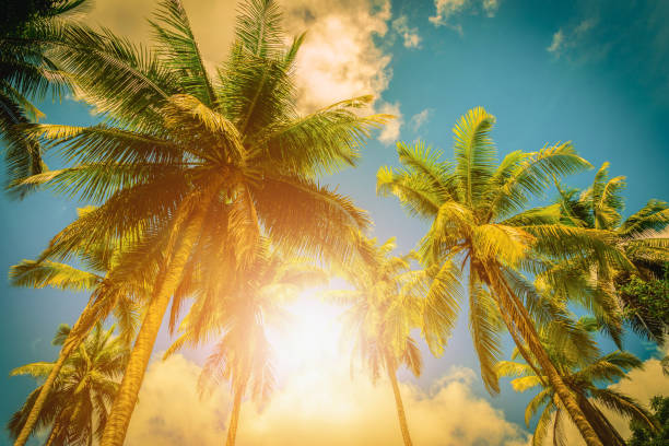 istock Coconut plam tree with sunlight on blue sky background. Vintage tone 916168364