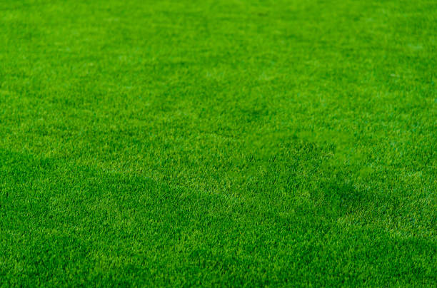 istock Green grass texture background in soccer field. Selective focus 916170970