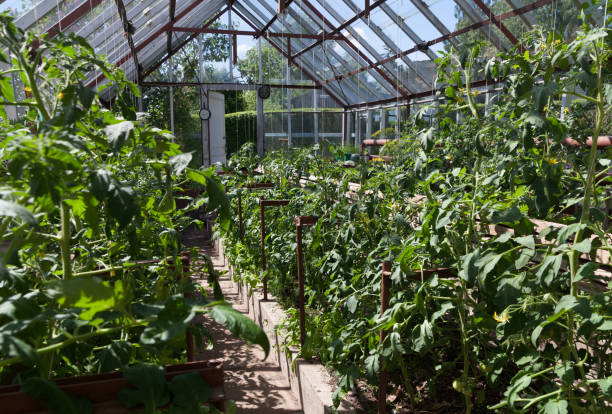 istock Natural garden greenhouse. 916171214