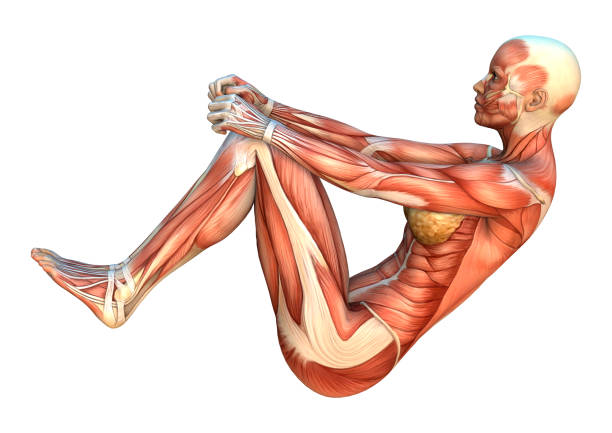 istock 3D digital render female figure with muscle maps on white 916171548