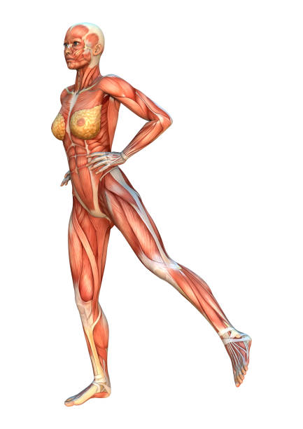 istock 3D digital render female figure with muscle maps on white 916171578