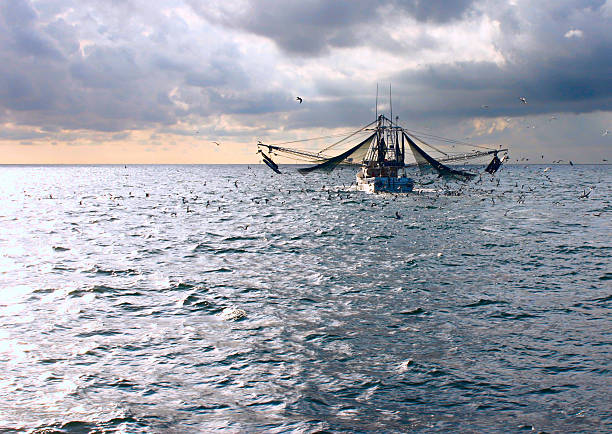 sunrise barco de pesca de camarões - barco de pesca de camarões imagens e fotografias de stock