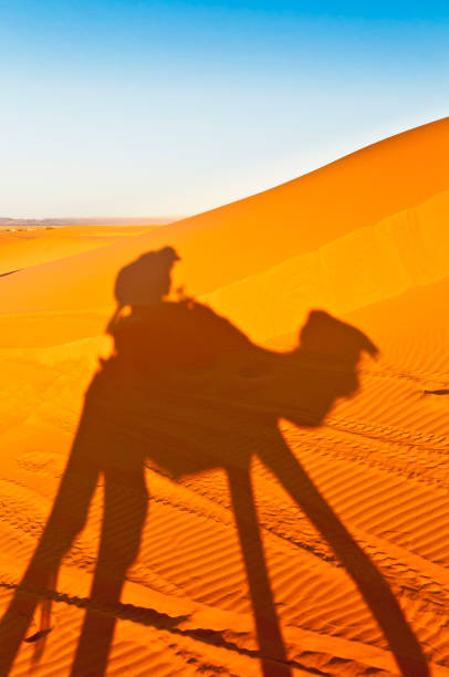 istock Camels shadows over Erg Chebbi in Morocco, Africa 916172792