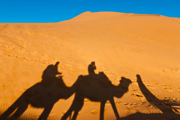 istock Camels shadows over Erg Chebbi in Morocco, Africa 916172796