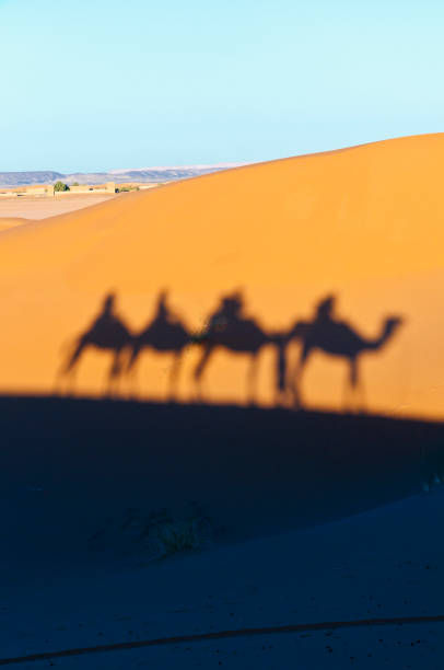 istock Camels shadows over Erg Chebbi in Morocco, Africa 916172798
