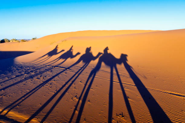 istock Camels shadows over Erg Chebbi in Morocco, Africa 916172810